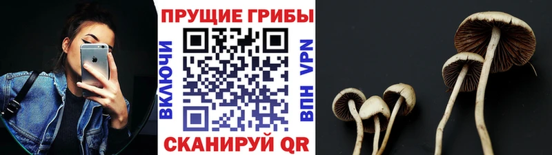 продажа наркотиков  Мураши  Галлюциногенные грибы MAGIC MUSHROOMS 